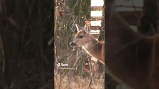 deer at Chickamauga Battlefield