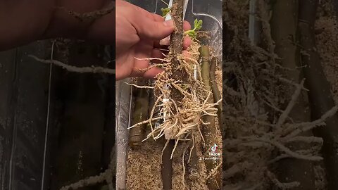 Wow! Sand Propagation Really Works For Rooting Fruit Trees #shorts #plants #howto #foryou #garden