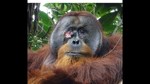 FRIDAY FUN - WOUNDED ORANGUTAN SELF MEDICATES A WOUND & FOR THE WOUND PAIN