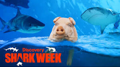 Tiger Sharks Feast on a “Pig” in the Water! Shark Week