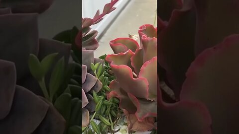 Lack of enough sunlight can cause colorful succulents to revert to green