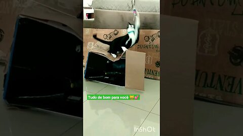 Gato brincando na caixa de papelão 😸🐁