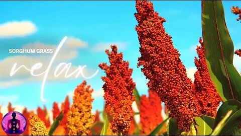 relax sorghum flower - flowers 4k nature relaxation film - meditation relaxing music