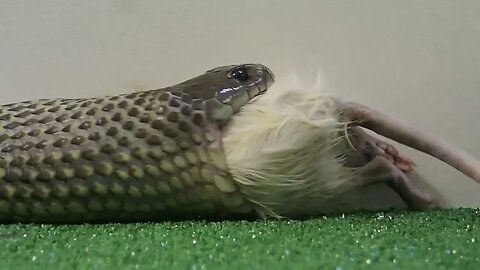 How Venomous Snakes Eat Prey!? #herps #reptiles #feeding #pets #rat #animals