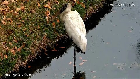 Wood Stork Close Up and Pond Foraging 🦩 01/29/23 15:34