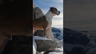 #dog #run #mountains #snow #boise #idaho #fun