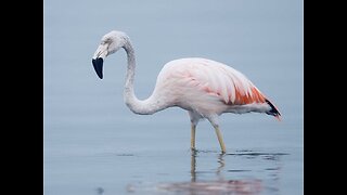 5 Fun Facts About The Chilean Flamingo