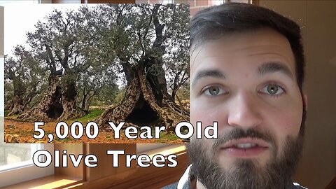 5,000 Year Old Olive Trees