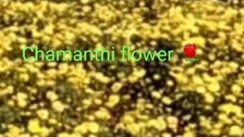 Chamanthi flower beauty, #tourvlog,#naturelovers,#chamanthiflower,#flowerlover,#beautifulscene