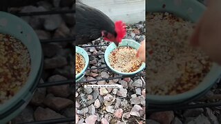 Backyard Chicken