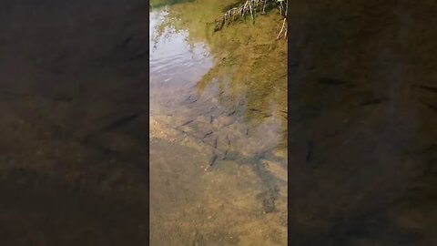 Small fish swimming in the river #small #fish #river