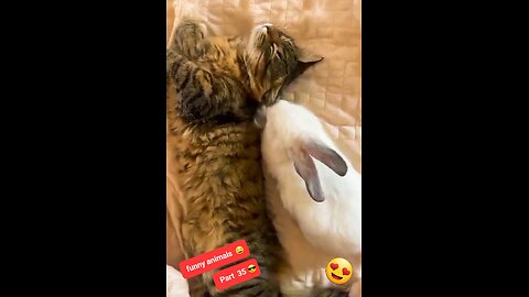Funny animals part 35 😊 | cute sleep of cat 🐈 and rabbit 🐇 | funny pets | funny videos