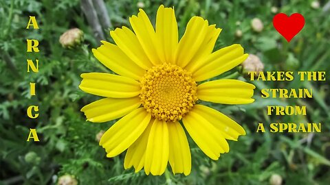 Arnica - Takes the Strain from a Sprain