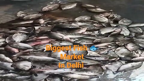 fish 🐠 market #ytshorts #viral #trending #shortvideo #youtubeshorts #fish #fishmarket #shorts