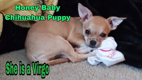 Honey Baby Chihuahua puppy January 30 2023