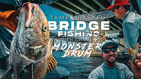 Bridge Fishing with Crab for Monster Fish Saltwater Fishing for BIG Black Drum in Tampa Florida