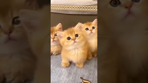 Best Funny Cats and Dogs Videos 😻🐶 Try Not To Laugh Dogs And Cats 😁 Funniest Animals 2024 😂