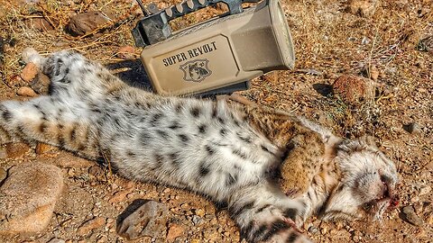 My Buddy Shot My E-Call and 2 Bobcats in the Same Day! - The Last Stand S4E4