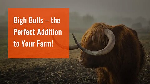 Bigh Bulls – the Perfect Addition to Your Farm!