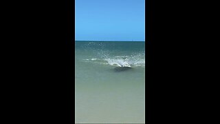 Livestream Replay | Incredible Dolphin Attack!