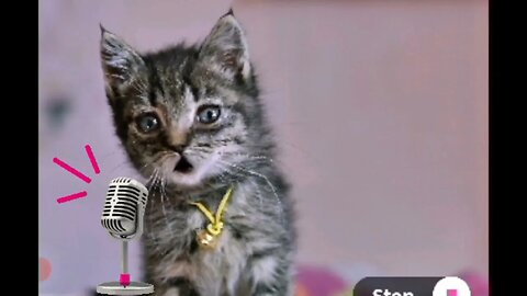 cat singing cover Sam Smith unholy ft Kim Petras [No Instrument]