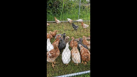 Fuzz Nuggets jump for wild grains