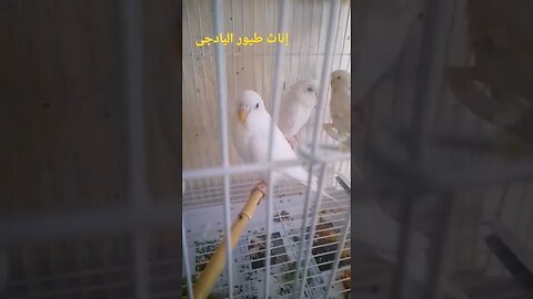 إناث طيور البادجى هوكو كيوت روعة مرحبا