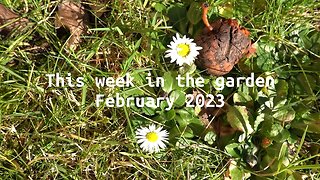 What's growing in the garden in February (week 6 2023)