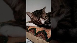 Cute Cat Sleeps on His Paw