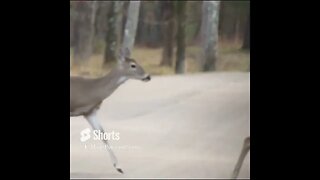 Deer at Chickamauga Battlefield