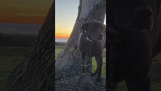 Dog Found On Tree