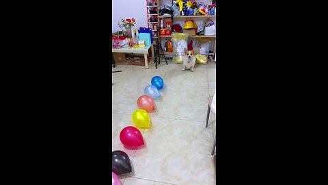dog enjoy with balloons