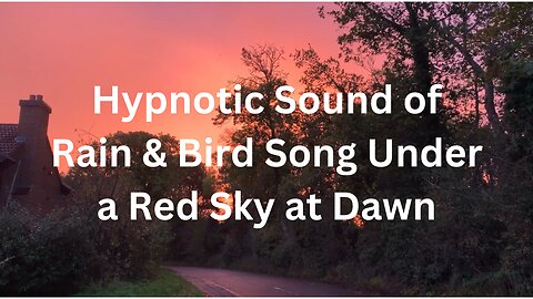 Hypnotic Sound of Bird Song & Rain Under a Red Sky