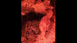 Fuzz Nugget takes a Dust Bath in Dry Grass