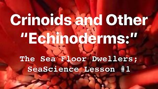 Echinoderms: Sea Stars, Sea Lilies, Feather Stars, Sea Urchins, Sea Cucumbers; SeaScience Lesson # 1