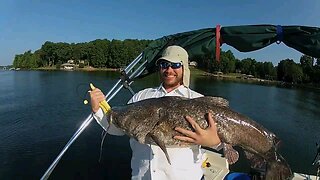 46lb Lake Norman Flathead Catfish