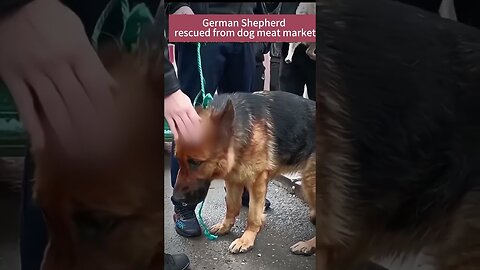 $75 Dollars, Rescued a German Shepherd at a dog meat market, he was really scared