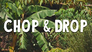 Chop and Drop 🍂 Feeding Your Trees