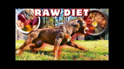 Barf Diet For Dogs: Build MUSCLE On Your Dog Fast!!!!