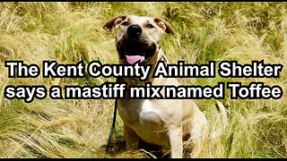 The Kent County Animal Shelter says a mastiff mix named Toffee