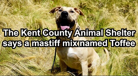 The Kent County Animal Shelter says a mastiff mix named Toffee