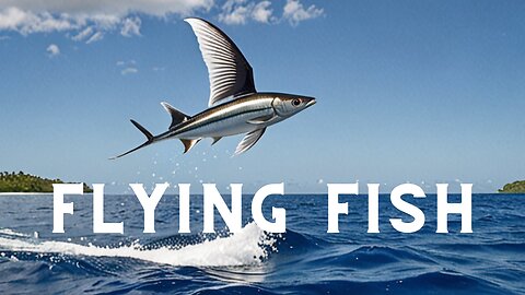 Flying Fish Picked Off From Above And Below |The Hunt
