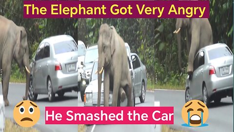 Elephant video l Animal video l Pet video l Funny Animals l weird Animals l