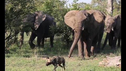 Angry elephant herd chases wild dogs to protect their babies