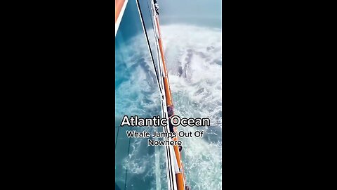 Atlantic Ocean whale jump
