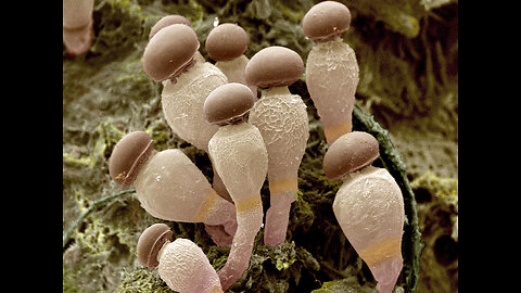 A Fantastic Fungus Among Us!
