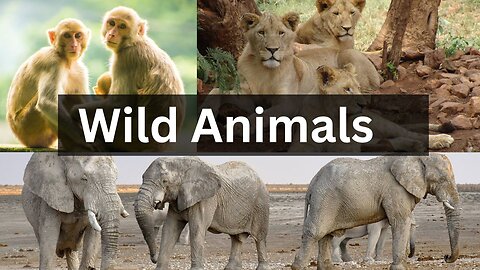 8 Times Wild Animals Surrounds Its Prey So It Can't Escape