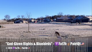 "God-Given Rights & Bluebirds" - ✝️Fa17h☝🏽PatriQt🇺🇸