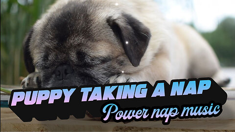Cute Puppy taking a nap - AI Generated nap music for pets - 20min Music For Sleeping pets