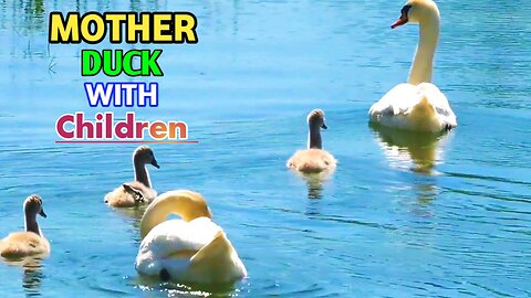 Mother Duck With Her Children|